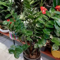 سانسوریا/زاموفیلیا/گل و گیاه آپارتمانی بنسای|گل و گیاه طبیعی|فردیس, فردیس|دیوار