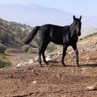 کره اسب|اسب و تجهیزات اسبسواری|درب گنبد, |دیوار