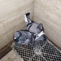 تعدادی کبوتر فروشی