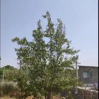 باغچه ۵۲۵متری(منطقه برند باغ کمال تنکمان)|فروش زمین و ملک کلنگی|تنکمان, |دیوار