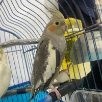 عروس هلندی ماده به همراه قفس|پرنده|نهاوند, |دیوار