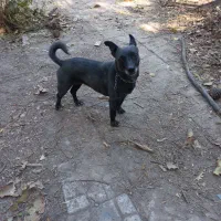 واگذاری سگ پاکوتاه