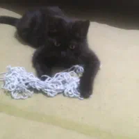 بچه گربه چهار ماهه ماده