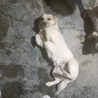 سگ پاکوتاه|سگ|کرمانشاه, |دیوار