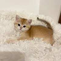 گربه خونگی تمیز و خوش‌اخلاق