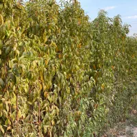 نهال های اصلاح شده ممتاز و شناسنامه دار|خدمات باغبانی و درختکاری|گرگان, |دیوار