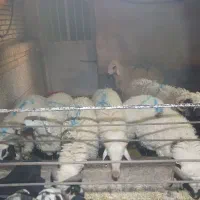 بره نر