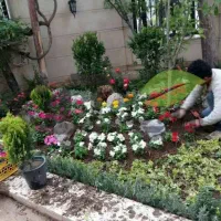 باغبانی و کلیه امور باغبانی تمام نقاط کرج حرفه ای