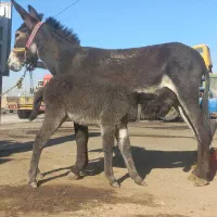 الاغ گله ای باکره ماده