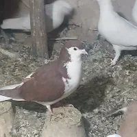 کبوتر فروش چند عدد کبوتر پرشی +مسافتی +لوطی وسیاه