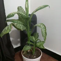 دیفن|گل و گیاه طبیعی|مسجد سلیمان, |دیوار