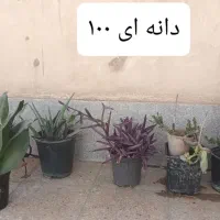 حراج گیاهان اپارتمانی|گل و گیاه طبیعی|مشهد, سرافرازان|دیوار