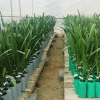 نخل مجول مراکشی اصل|خدمات باغبانی و درختکاری|سراوان, |دیوار