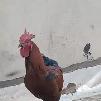 خروس هراتی .بزرگ