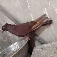 سرخ کله ای کم خال