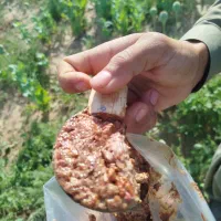 خرما