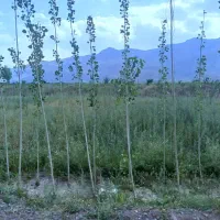 زمین-باغ-کشاورزی