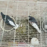 کبوتر جفتگاه