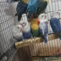 طوطی برزیلی