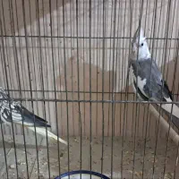 عروس هلندی جفت و یدون اهلی