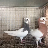 کبوتر خوبا|پرنده|شیراز, لاله|دیوار