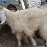 کره نر و ماده