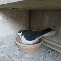 پلاس سیاه مهر مهر نروماده دو جفت با جوجه هاشون|پرنده|قم, شاه ابراهیم|دیوار