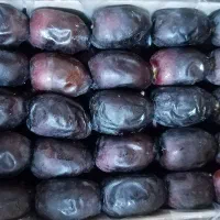 خرمای دوردیفی بم همزه ای باغچمک