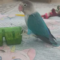 طوطی برزیلی