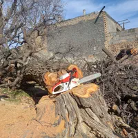 خریدانواع چوب ودرخت