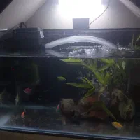 آکواریوم شیشه خم