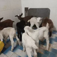 بزغاله شیری