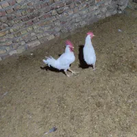 خروس|پرنده|فلارد, |دیوار