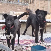 واگذاری توله سرابی نسل دار|سگ|بهارستان, |دیوار