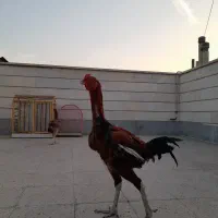 جوجه لاری ۸ ماهه|حیوانات مزرعه|ری, شهرری|دیوار