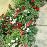 حراج گلهای رز