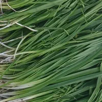 ا ندشت ا ندشت