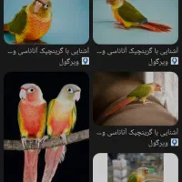 جوجه گرینچیک|پرنده|ایلام, |دیوار