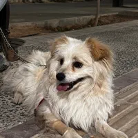 سگ اشپیتز|سگ|یزد, |دیوار