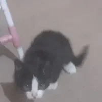 حمایت از بچه گربهای دوماهه به صورت رایگان|گربه|شهریار, شهریار|دیوار