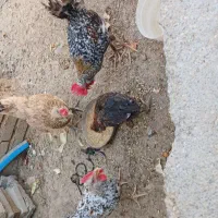 گاگولی|حیوانات مزرعه|ایذه, |دیوار