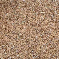 تخم یونجه . لنجر آمریکایی