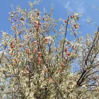 سنجد تازه|خوردنی و آشامیدنی|شاهین دژ, |دیوار