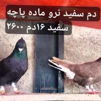 کبوتر تهرانی«طوقی» پلاکی رنگی پشتار|پرنده|هشتگرد, |دیوار