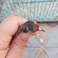 سهره سرسیاه زاغ کامل سرش سیاهه|پرنده|تهران, تهرانپارس غربی|دیوار