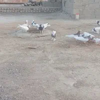 کبوتر طوقی|پرنده|هیدوچ, |دیوار