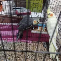 عروس هلندی|پرنده|تبریز, |دیوار