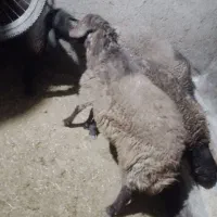 بره نر‌‌