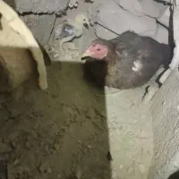 مرغ وجوجه خروس|حیوانات مزرعه|سراوان, |دیوار