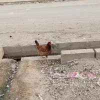 یک خروس سیاه خالص با یدونه مرغ|پرنده|امیدیه, |دیوار